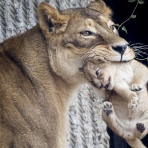 yirticilara yem edecek evcil hayvan istemislerdi hayvanat bahcesine bagis yagdi 6XacuQbg