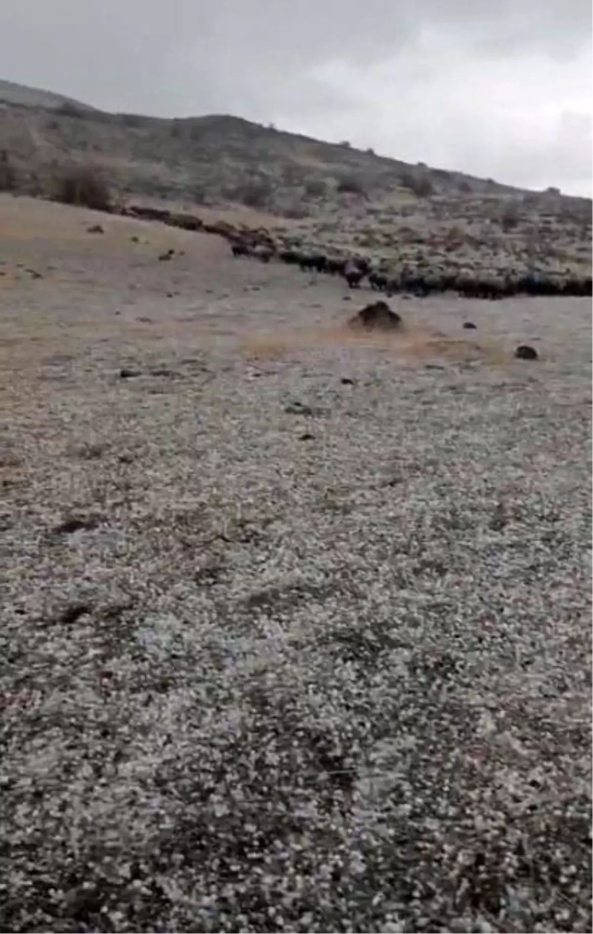 elazigda yildirim dusmesi sonucu suru sahibi yaralandi QZ8Fbnna.jpg