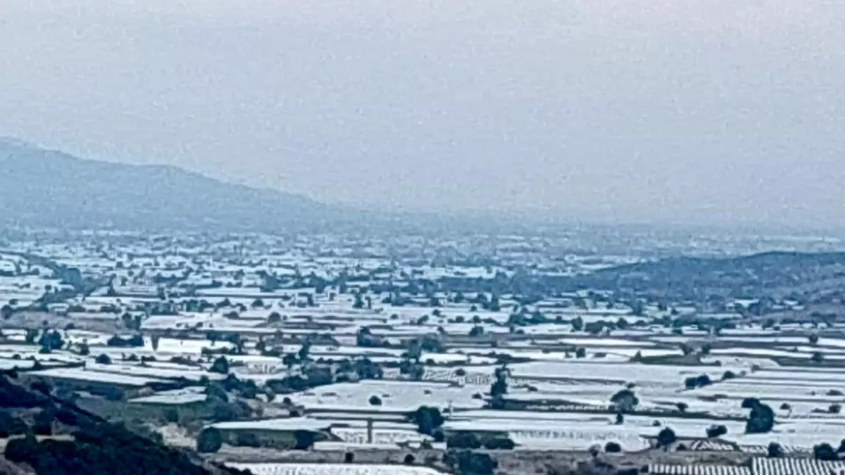 sarigolde uzum ureticileri ihracat icin hasada cagri iyi 5ZuCikTh.jpg