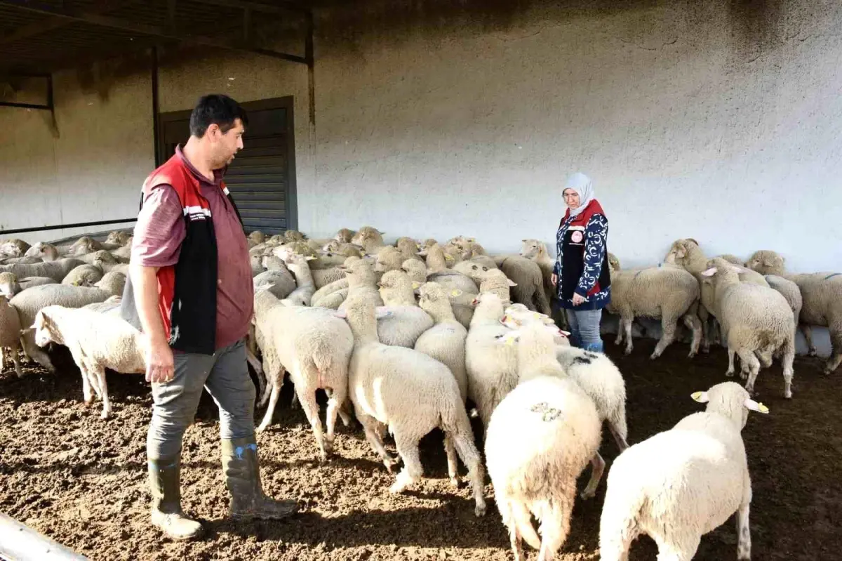 aliagada damizlik koyun uretim merkezi projesi tamamlandi 9JZv1VNd.jpg