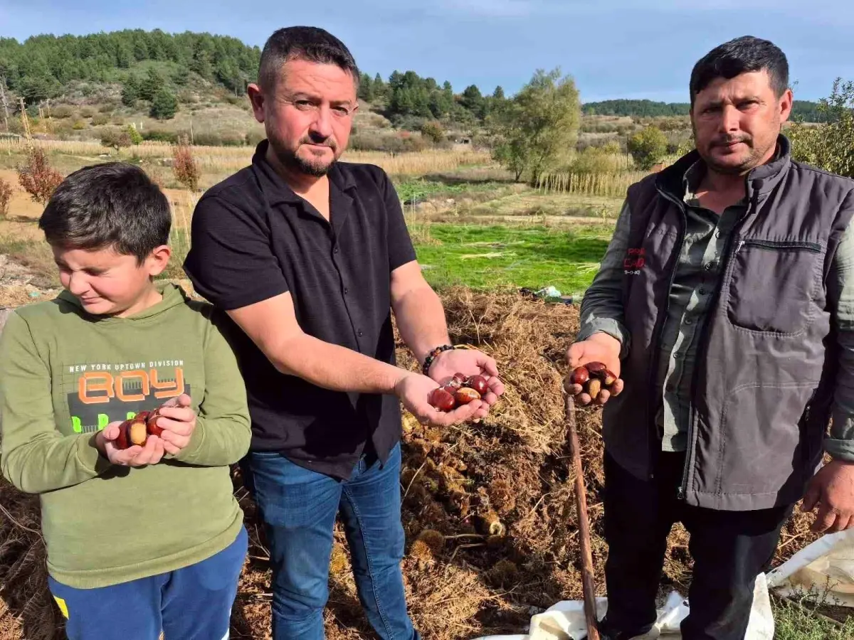 denizlide alandiz kestanesi hasadi basladi CxnD9ncv.jpg