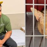 Kedi sevmek isterken hastanelik oldu reynmen yasadigi talihsiz olayi anlatti 465aZQfL