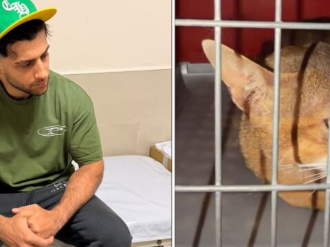 Kedi sevmek isterken hastanelik oldu reynmen yasadigi talihsiz olayi anlatti 465aZQfL