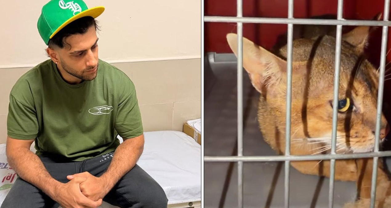 Kedi sevmek isterken hastanelik oldu reynmen yasadigi talihsiz olayi anlatti 465aZQfL